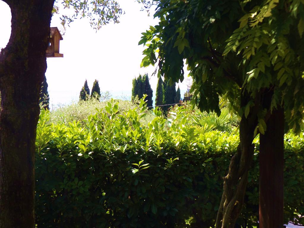 Ulivi Garda (Verona)
